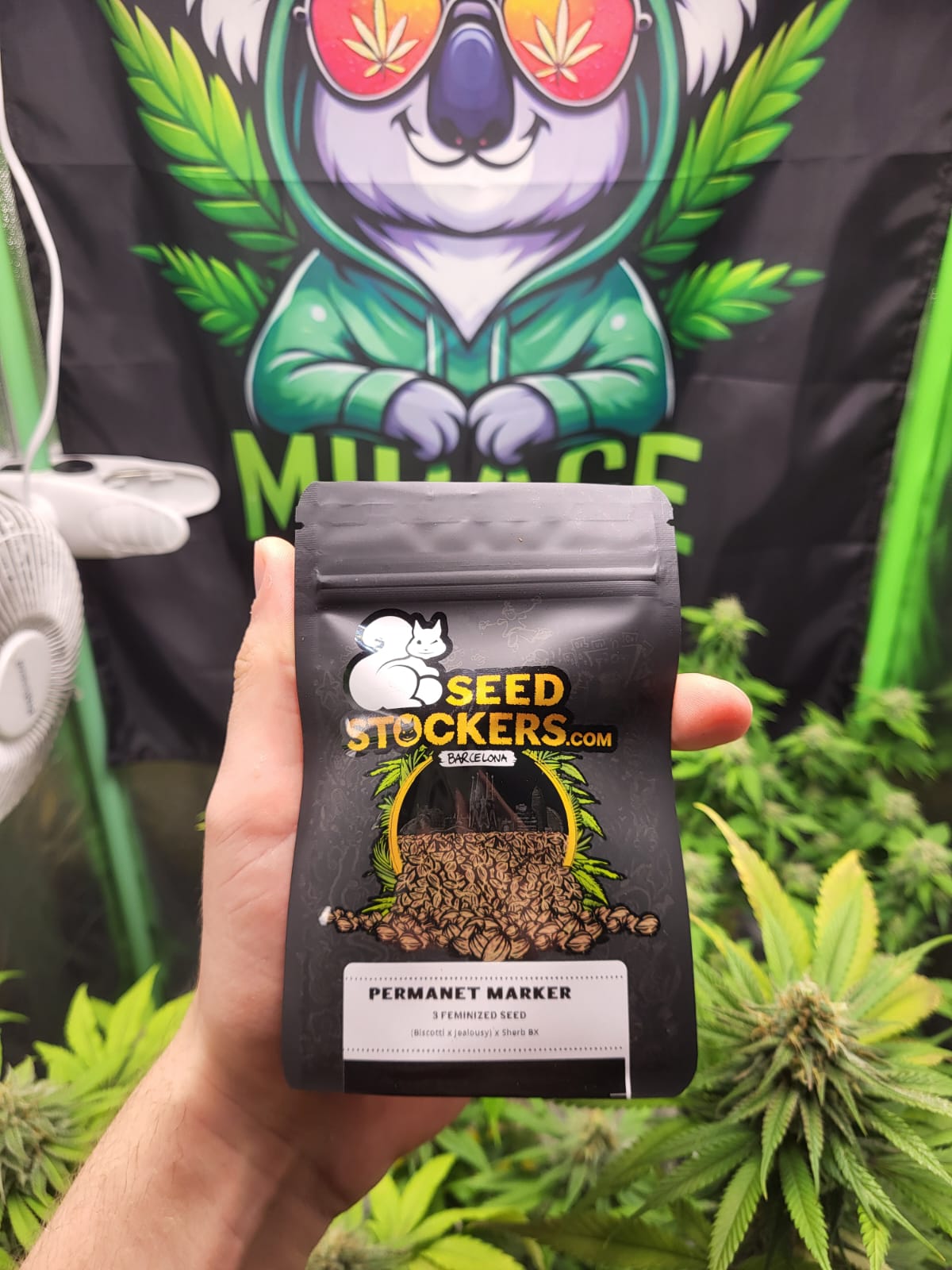 Permanent Marker - MirageSeedsSeedstockersPermanent MarkerCannabissamen