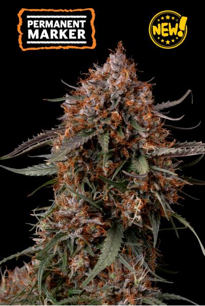 Permanent Marker - MirageSeedsSeedstockersPermanent MarkerCannabissamen