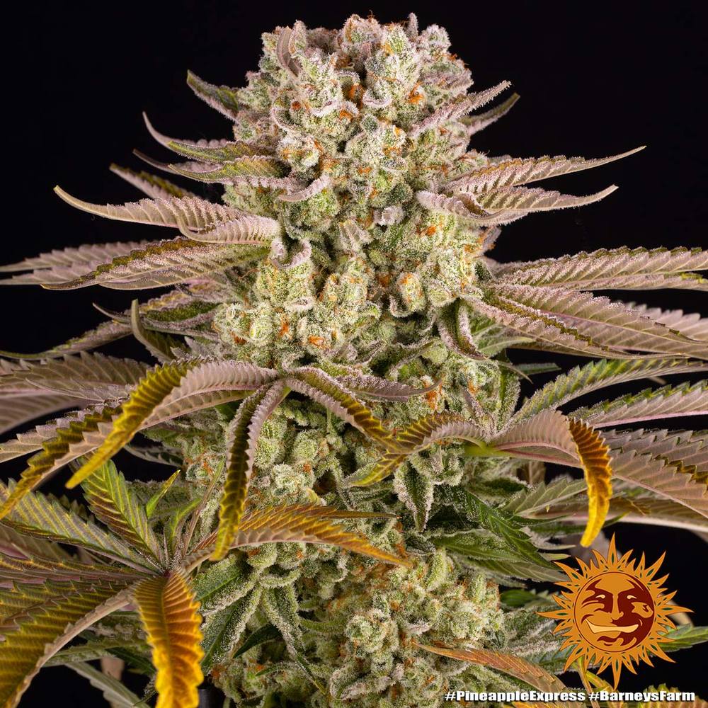 Pineapple Express - MirageSeedsBarneys FarmPineapple ExpressCannabissamen