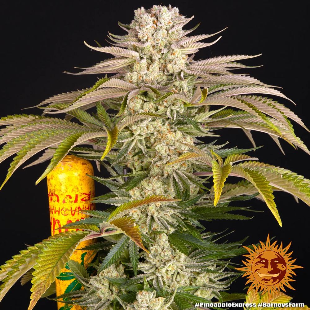 Pineapple Express - MirageSeedsBarneys FarmPineapple ExpressCannabissamen