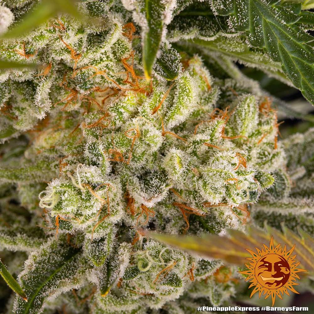 Pineapple Express - MirageSeedsBarneys FarmPineapple ExpressCannabissamen