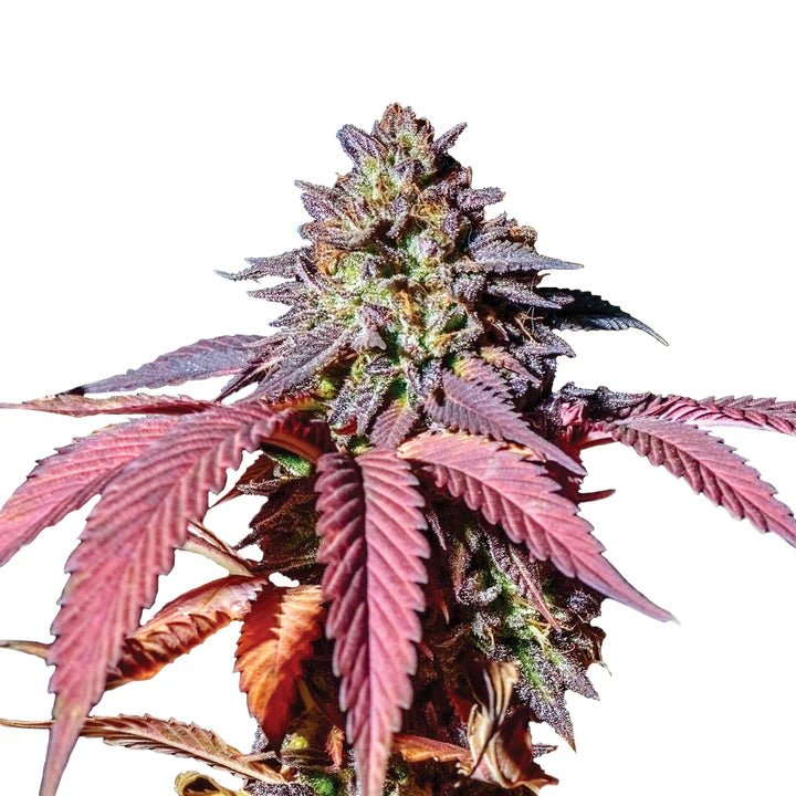 Purple Haze BudVoyage - MirageSeedsMirageSeedsPurple Haze BudVoyage
