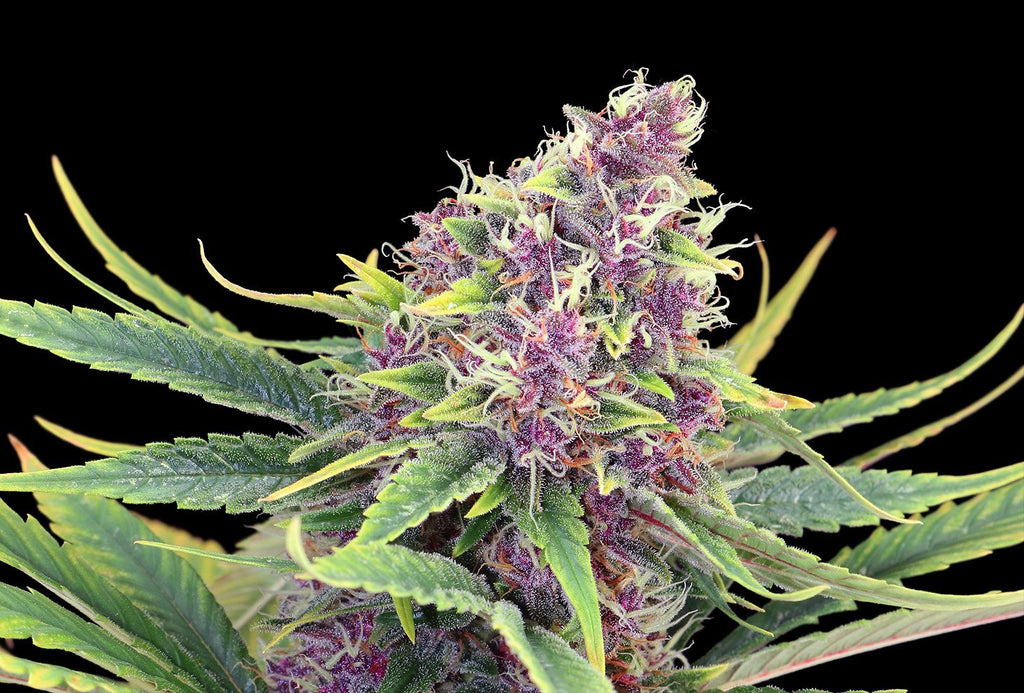 Purple Kush - MirageSeedsKannabiaPurple KushCannabissamen