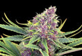 Purple Kush - MirageSeedsKannabiaPurple KushCannabissamen