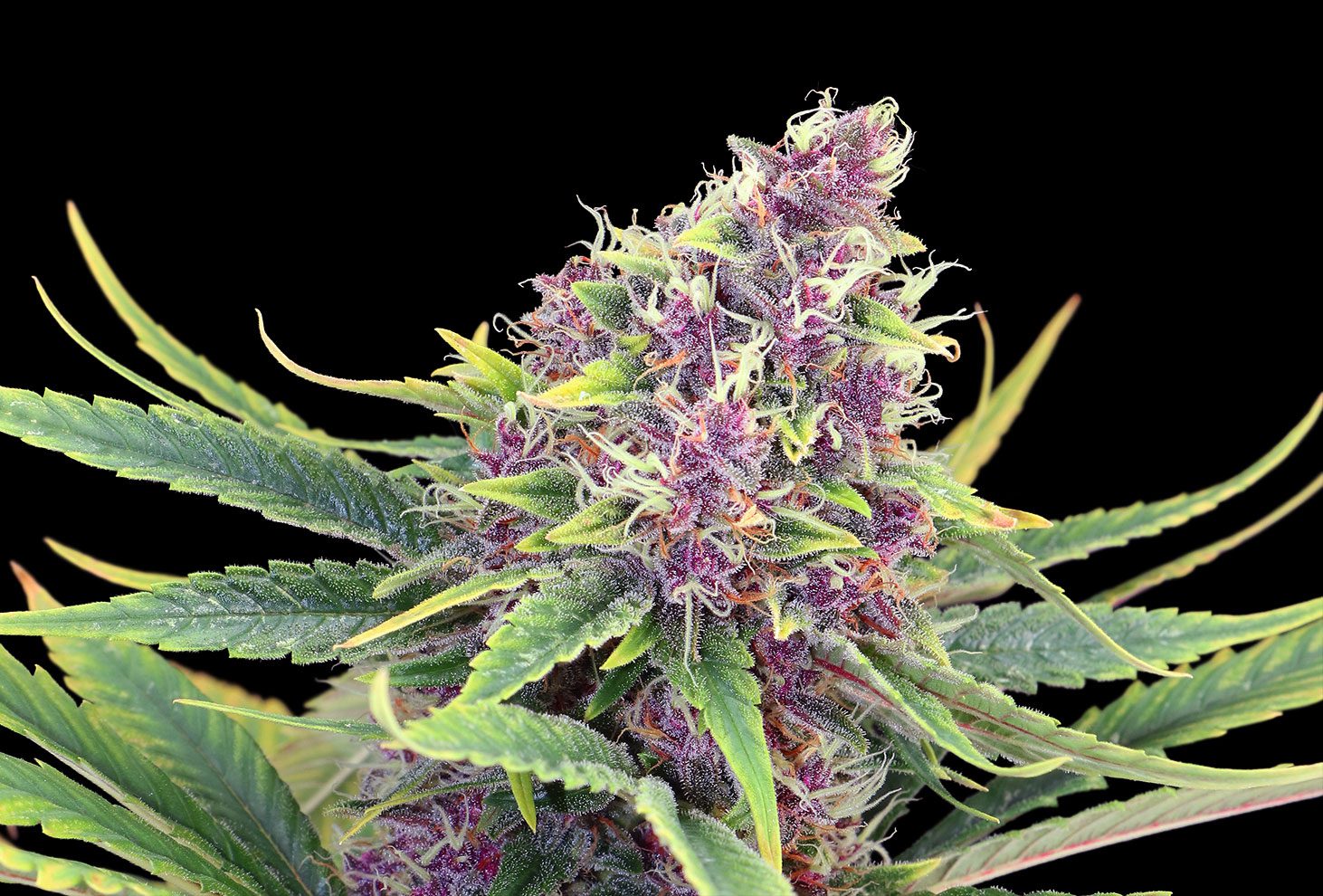 Purple Kush - MirageSeedsKannabiaPurple KushCannabissamen