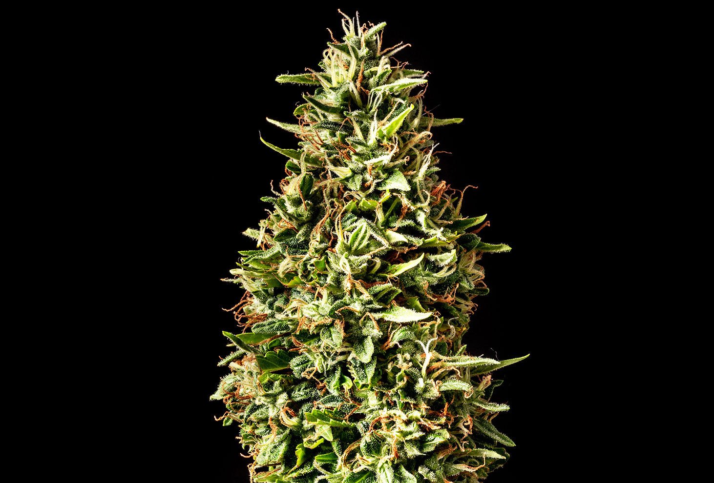 Runtz Auto - MirageSeedsKannabiaRuntz AutoCannabissamen