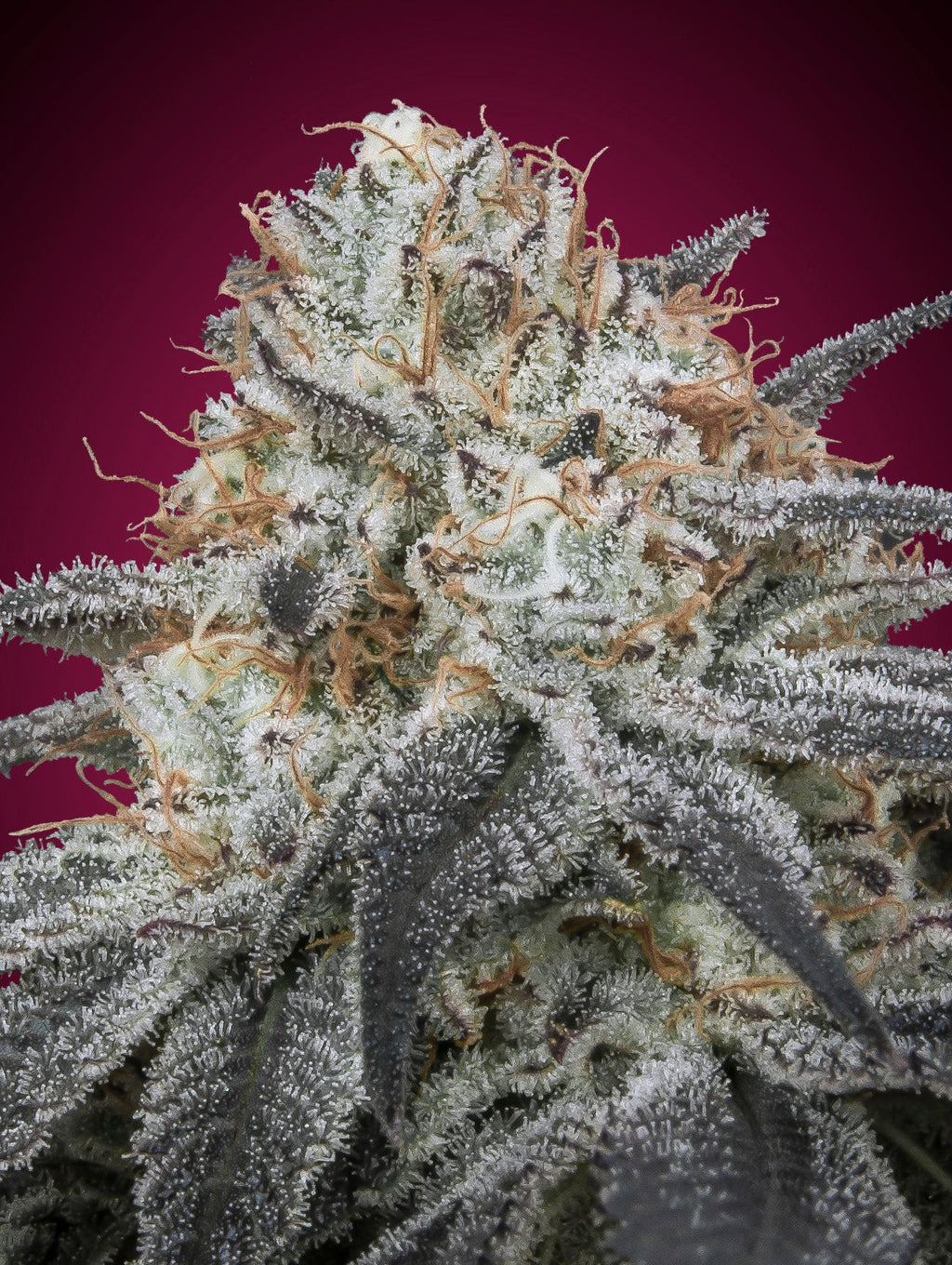 Slurricane Auto - MirageSeedsAdvanced SeedsSlurricane AutoCannabissamen
