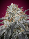 Slurricane Auto - MirageSeedsAdvanced SeedsSlurricane AutoCannabissamen