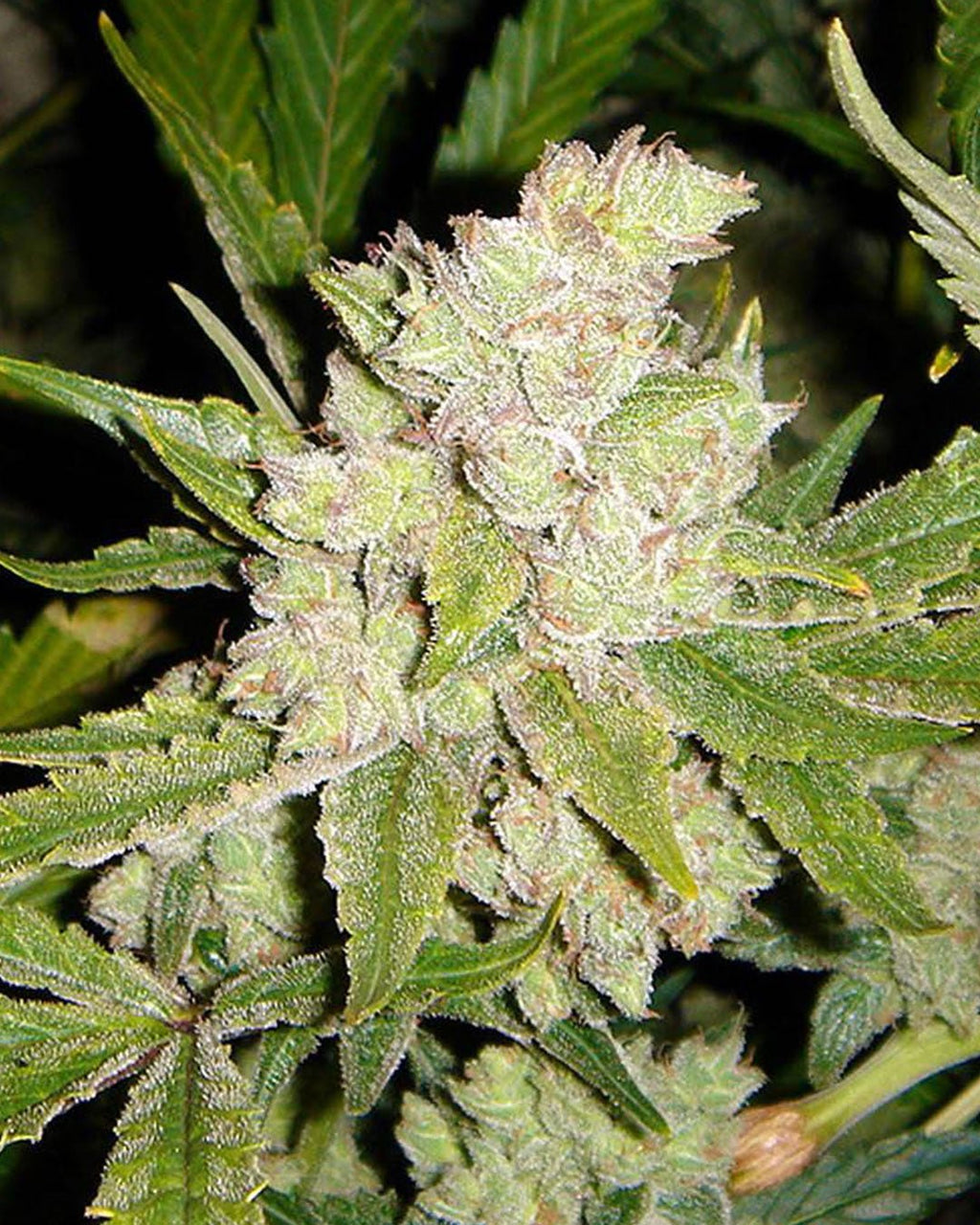 SoGouda - MirageSeedsSoma SeedsSoGoudaCannabissamen