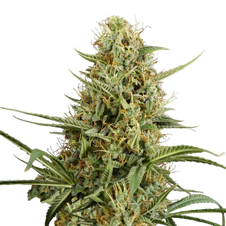Strawberry Smile Auto BudVoyage - MirageSeedsBud VoyageStrawberry Smile Auto BudVoyageCannabissamen