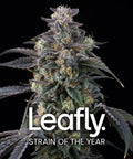 Super Boof - MirageSeedsBarneys FarmSuper BoofCannabissamen