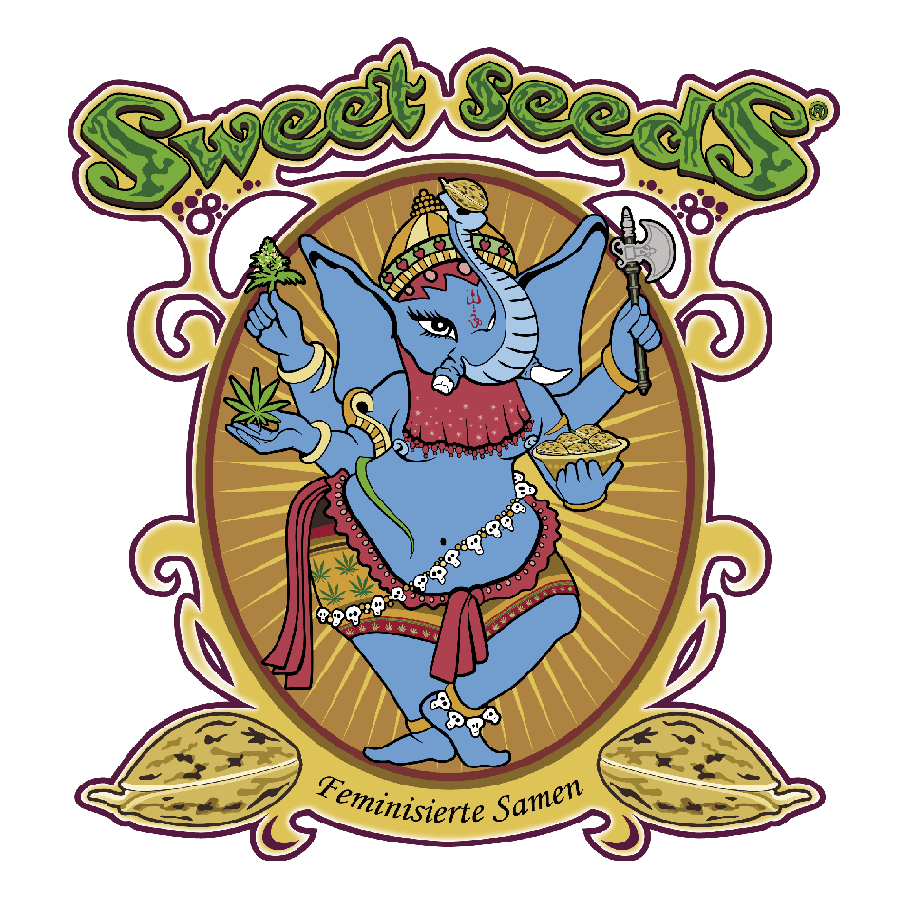 Sweet Amnesia Haze XL Auto - MirageSeedsSweet SeedsSweet Amnesia Haze XL AutoCannabissamen