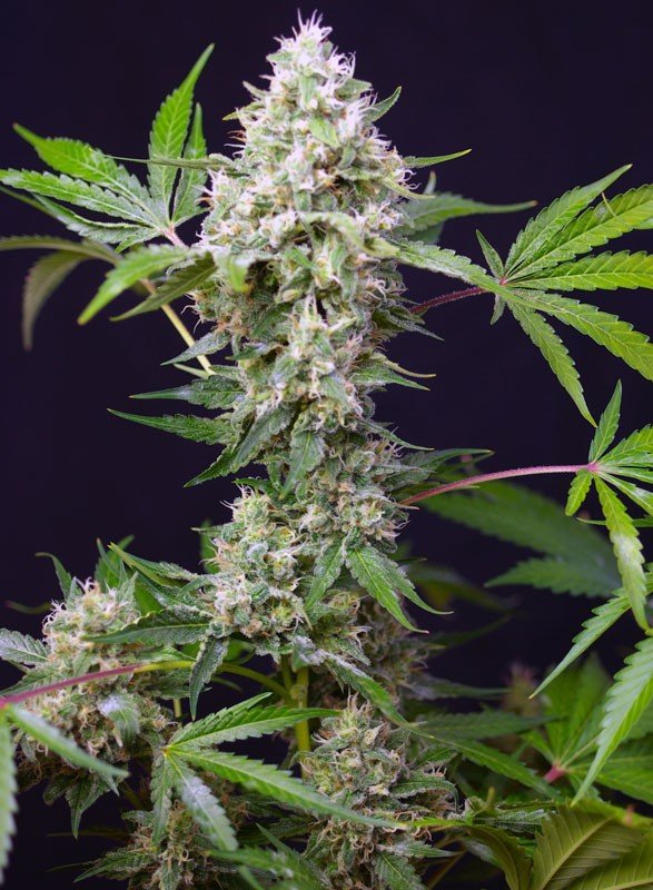 Sweet Amnesia Haze XL Auto - MirageSeedsSweet SeedsSweet Amnesia Haze XL AutoCannabissamen