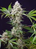 Sweet Amnesia Haze XL Auto - MirageSeedsSweet SeedsSweet Amnesia Haze XL AutoCannabissamen