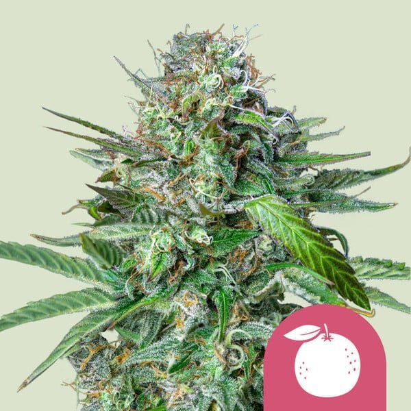 Tangie - MirageSeedsRoyal Queen SeedsTangieCannabissamen