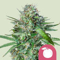 Tangie - MirageSeedsRoyal Queen SeedsTangieCannabissamen