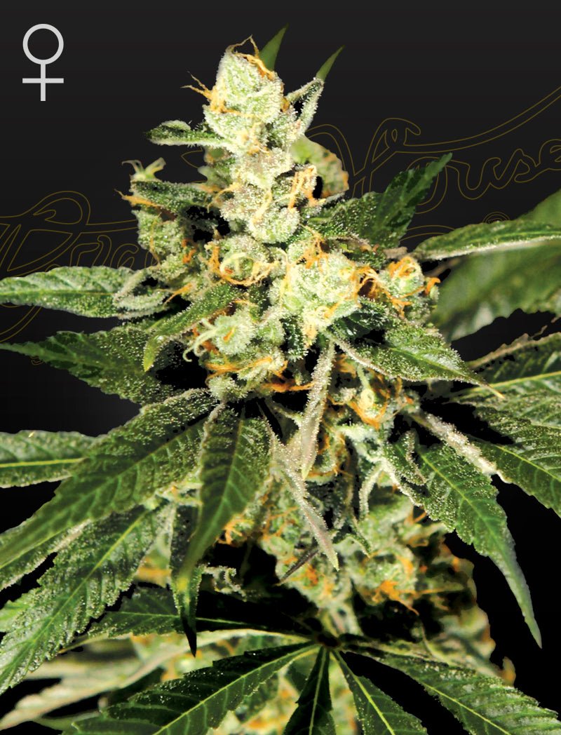 Trainwreck - MirageSeedsGreenhouse SeedsTrainwreckCannabissamen