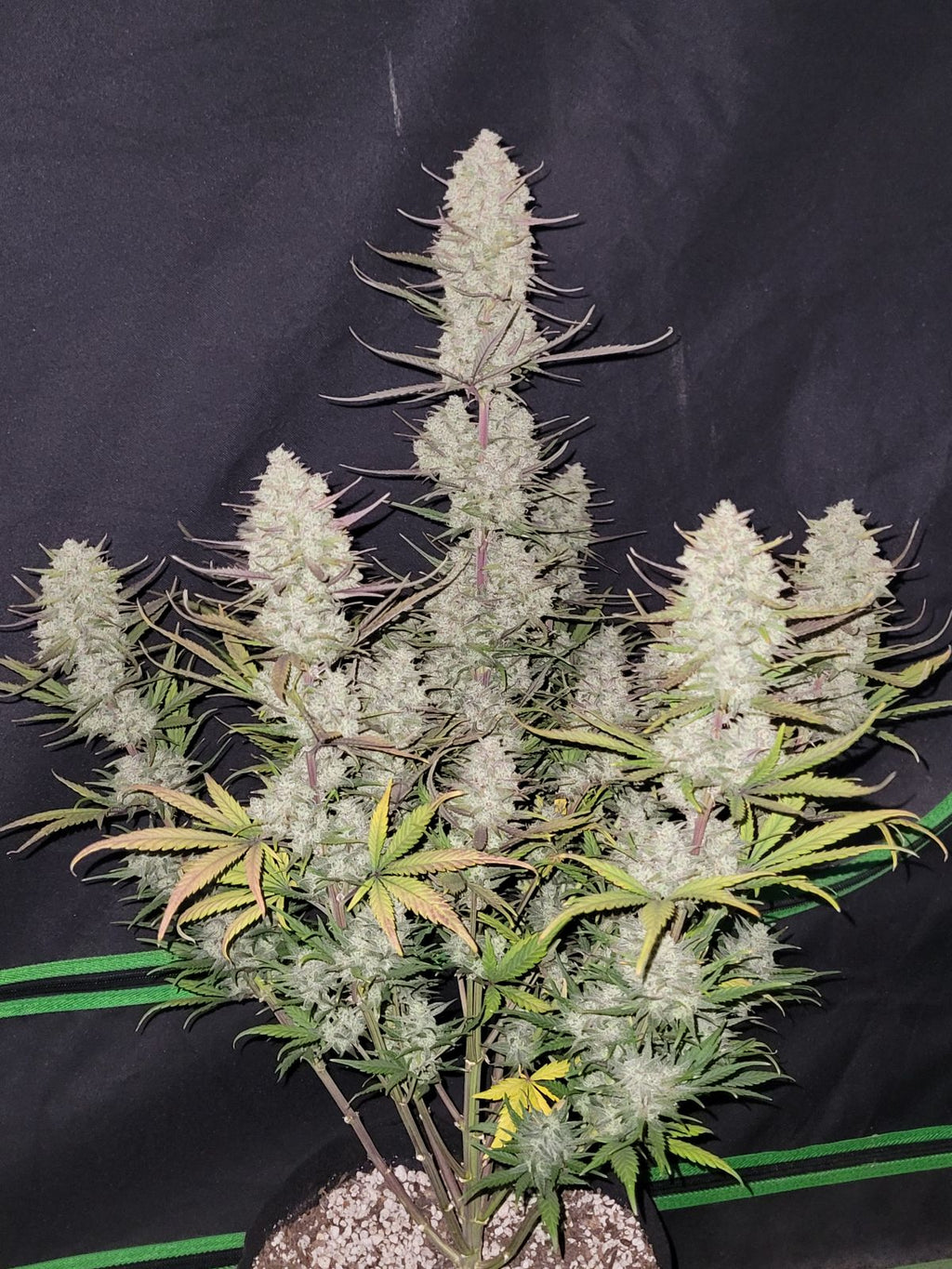 Tropicana Cookies Auto - MirageSeeds420 FastbudsTropicana Cookies AutoCannabissamen
