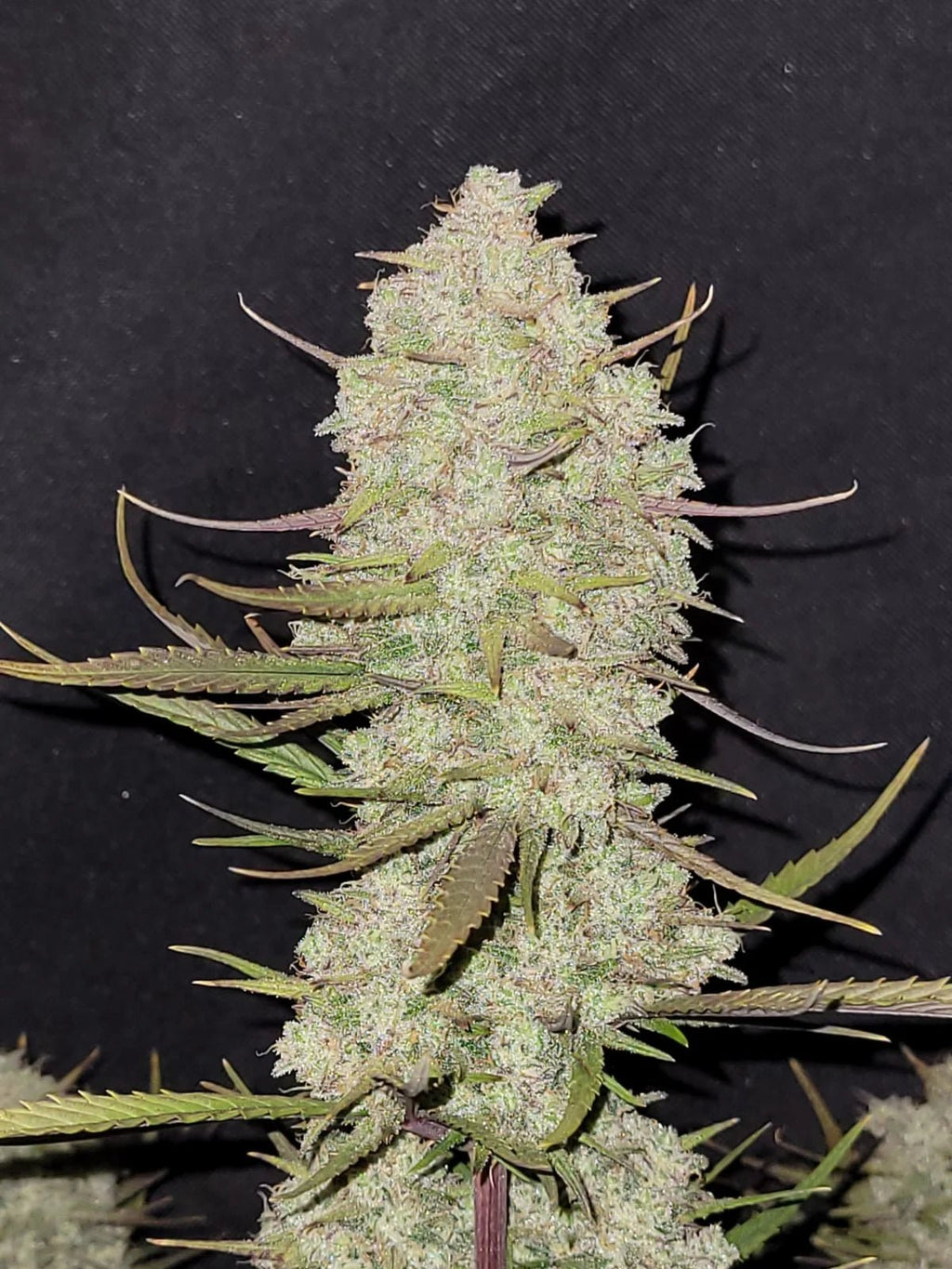 Tropicana Cookies Auto - MirageSeeds420 FastbudsTropicana Cookies AutoCannabissamen