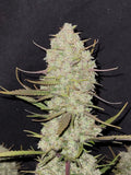 Tropicana Cookies Auto - MirageSeeds420 FastbudsTropicana Cookies AutoCannabissamen