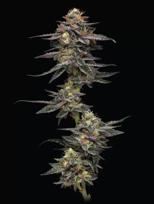 Vanilla Frosting - MirageSeedsHumboldt SeedsVanilla FrostingCannabissamen