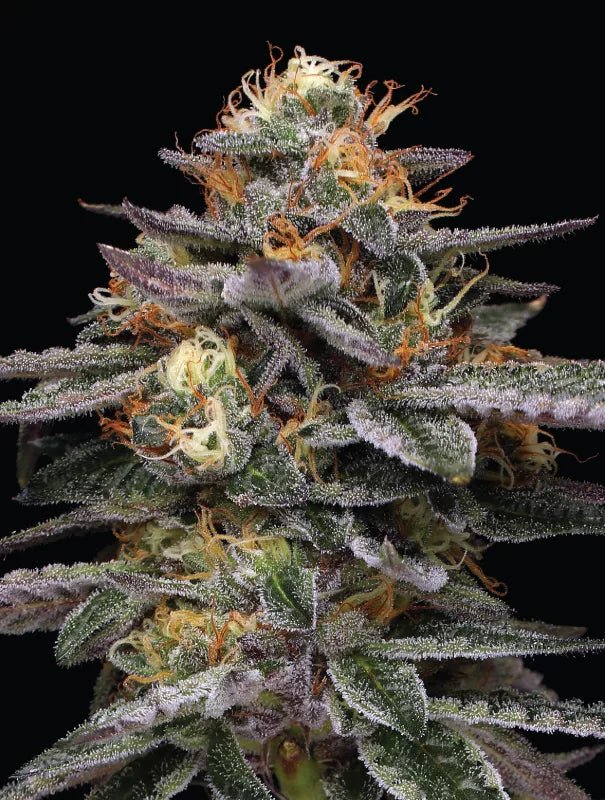 Vanilla Frosting - MirageSeedsHumboldt SeedsVanilla FrostingCannabissamen