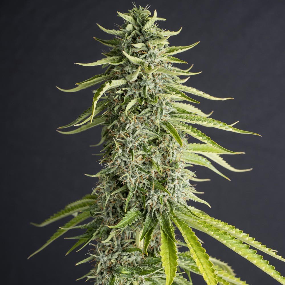 Viejo Toby - MirageSeedsEva SeedsViejo TobyCannabissamen