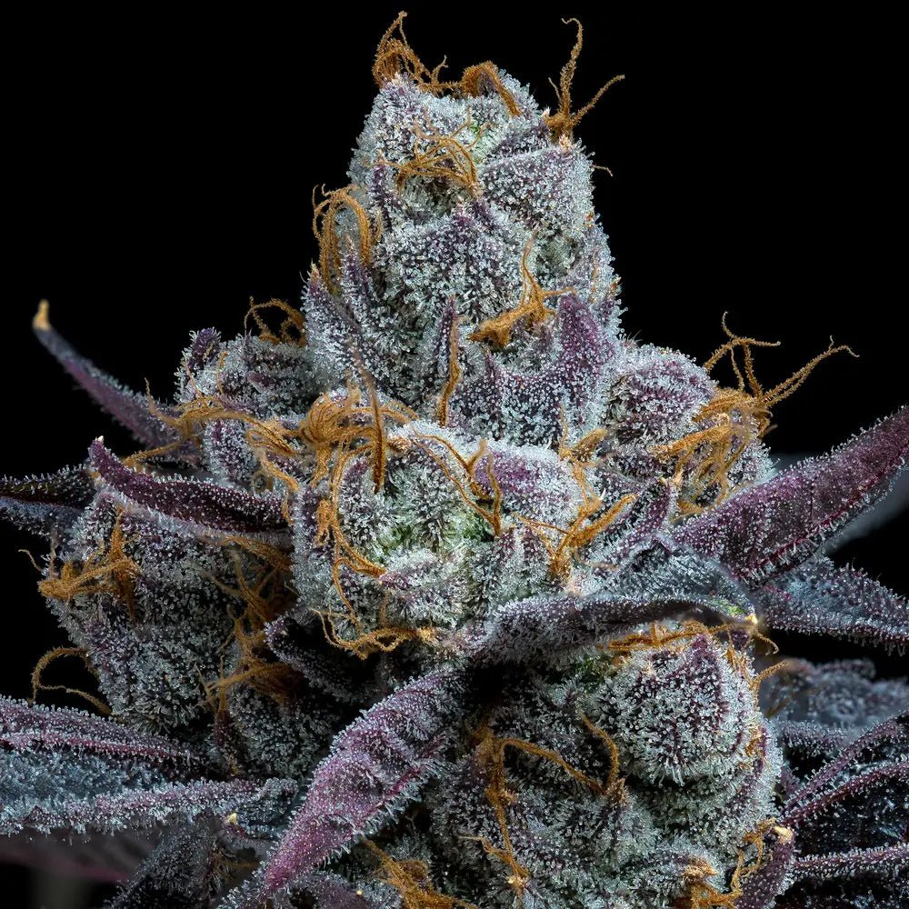 White Runtz - MirageSeedsBarneys FarmWhite RuntzCannabissamen