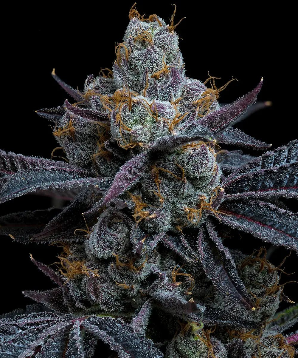 White Runtz - MirageSeedsBarneys FarmWhite RuntzCannabissamen