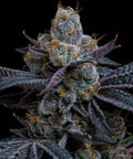 White Runtz - MirageSeedsBarneys FarmWhite RuntzCannabissamen