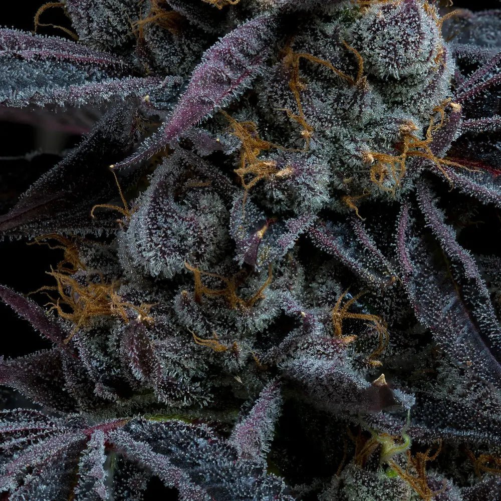 White Runtz - MirageSeedsBarneys FarmWhite RuntzCannabissamen