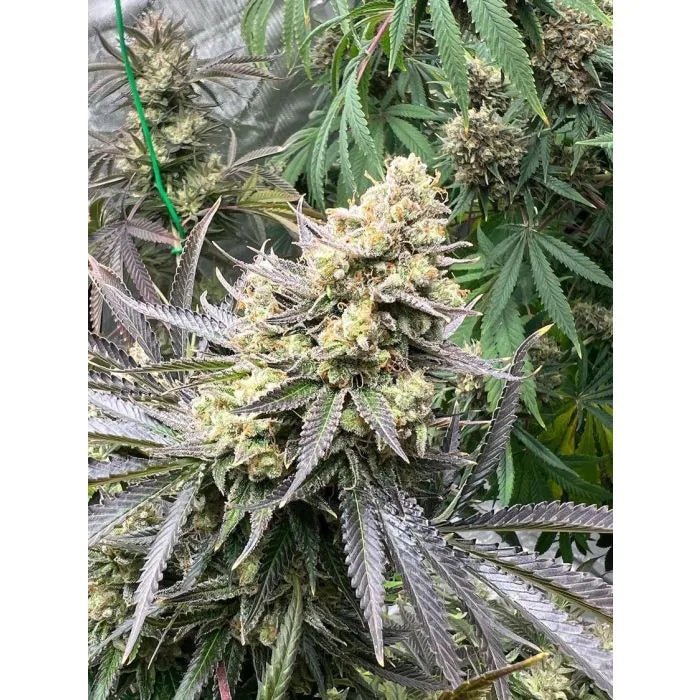 White Truffle - MirageSeedsGrowers ChoiceWhite TruffleCannabissamen