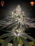 White Widow - MirageSeedsGreenhouse SeedsWhite WidowCannabissamen
