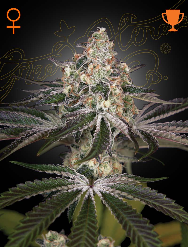 White Widow - MirageSeedsGreenhouse SeedsWhite WidowCannabissamen