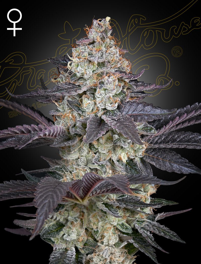 Ztrawberry - MirageSeedsGreenhouse SeedsZtrawberryCannabissamen